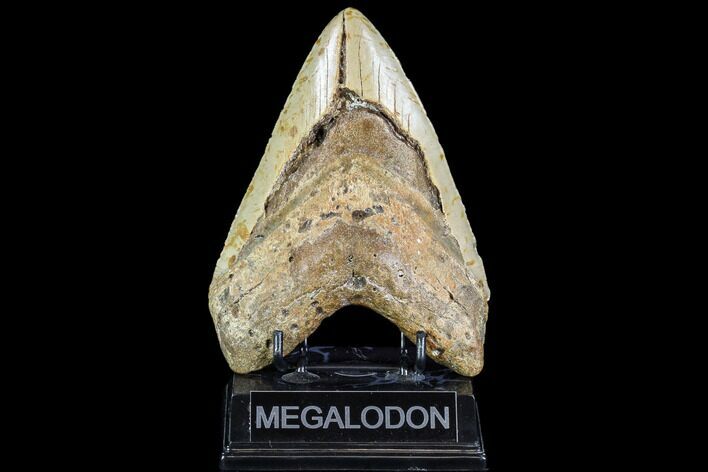 Huge, Fossil Megalodon Tooth - North Carolina #108872